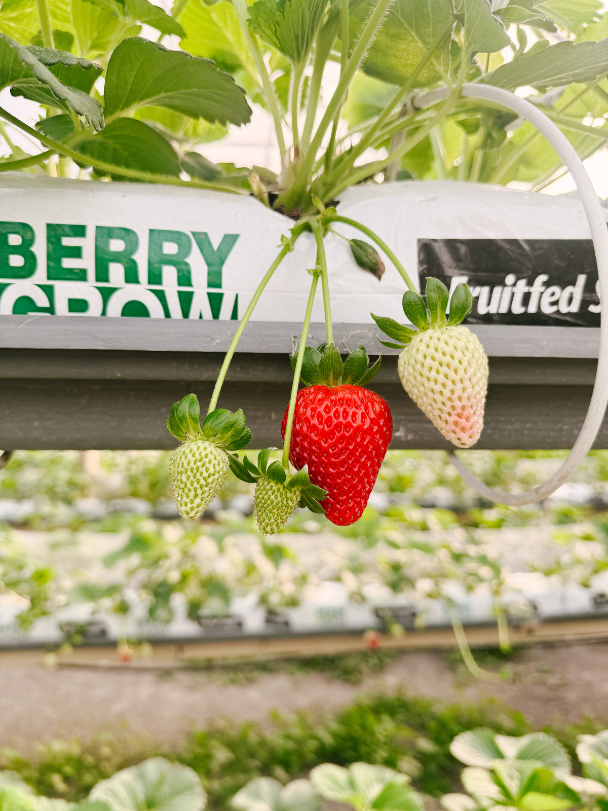 The Red Rows Strawberry Punnet