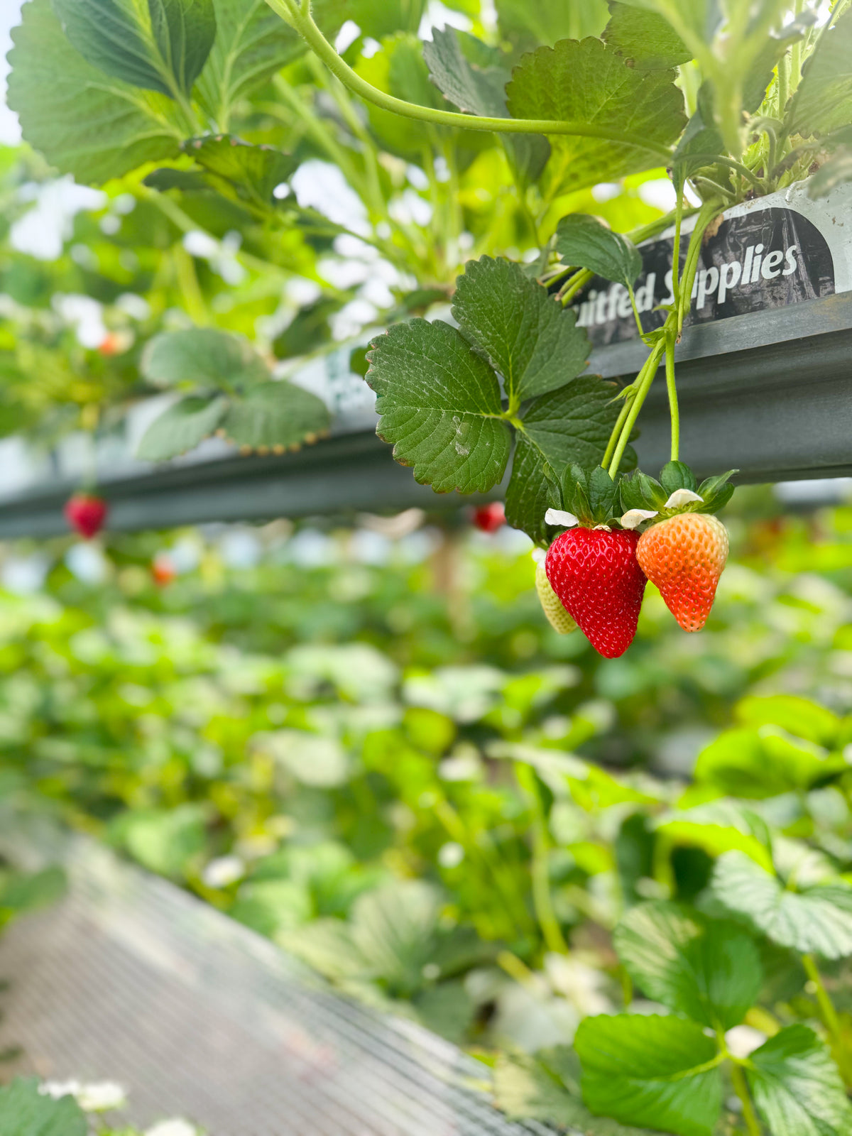 The Red Rows Strawberry Punnet