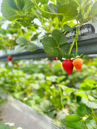 The Red Rows Strawberry Punnet