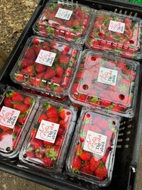 The Red Rows Strawberry Punnet
